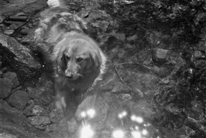 Scoop, the Wonder Dog, chills out, Steamboat Springs, Colorado, July 1986