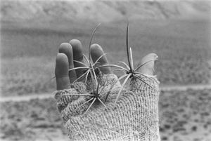 the original sacrifice, along Racetrack Valley Road, Death Valley National Park, California, December 1986