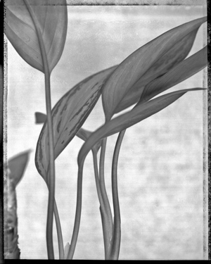 positive/negative film reversal, plant, from the kitchen series, Boulder, Colorado, September 1987