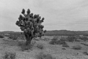 place [noun], on the Sima Dome, Mojave Desert, California, January 1992