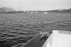 kissa on the Arnarberg 101, Eyjafjörður, Iceland, August 1994