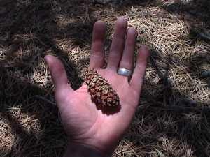 sacrifice, Medano Pass, Great Sand Dunes National Park, Colorado, May 2002