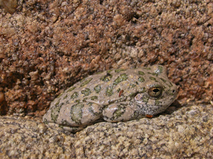 Hyla arenicolor, Mint Wash, Williamson Valley, Arizona, April 2005