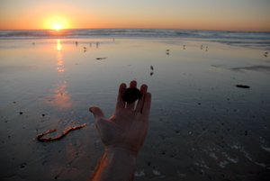 sacrifice, looking west, Del Mar Beach, California, January 2007