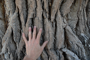 sacrifice, the Cottonwood, Skull Valley, Arizona, April 2009