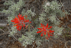 for Bridget, indian paintbrush and sage, Dinosaur National Monument, Colorado, May 2010