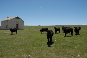 Greenland Ranch, Colorado, May 2010