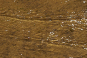 sacrifice, Red Rock Canyon, Dinosaur National Park, Colorado, April 2012