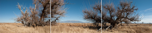 panorama, Alamosa National Wildlife Refuge, Colorado, November 2012