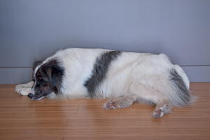 portrait, Jet, Margaretville, New York, June 2014