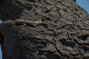 Urosaurus ornatus, in the burn, Granite Mountain Wilderness, Arizona, May 2016