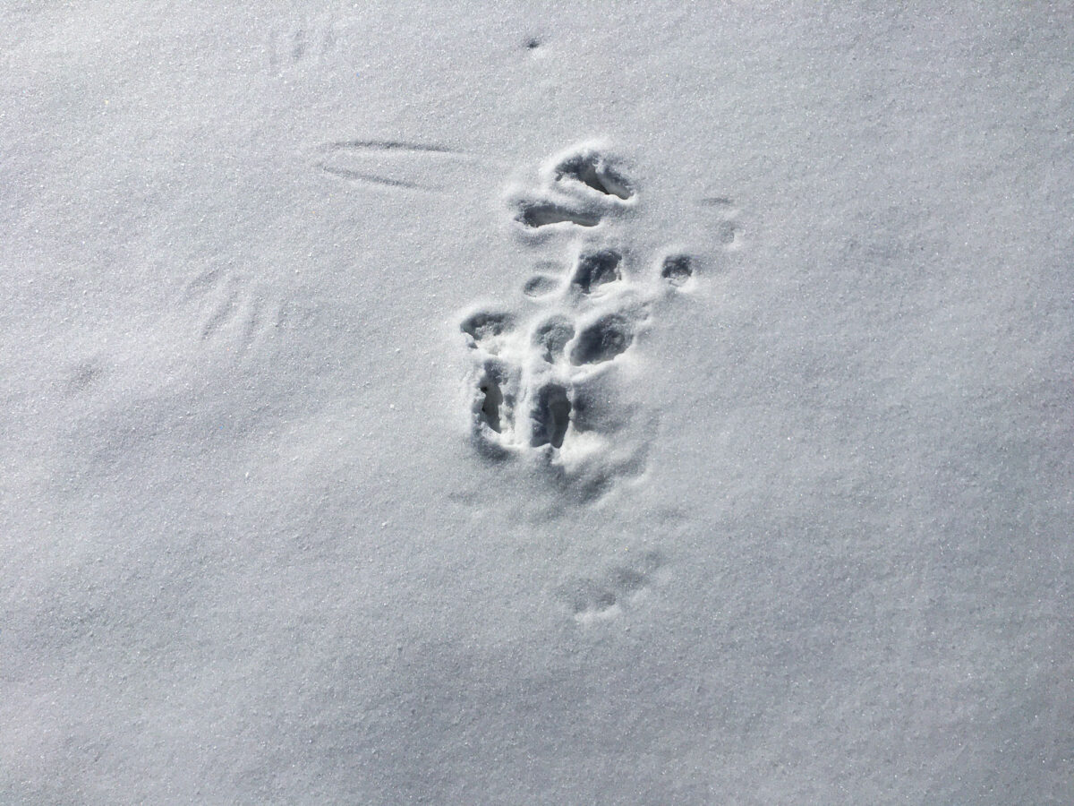 Evidence of something, Cedaredge, Colorado, February ©2022 hopkins/neoscenes.